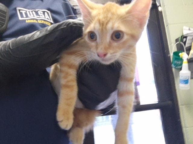Gold - Domestic Short Hair