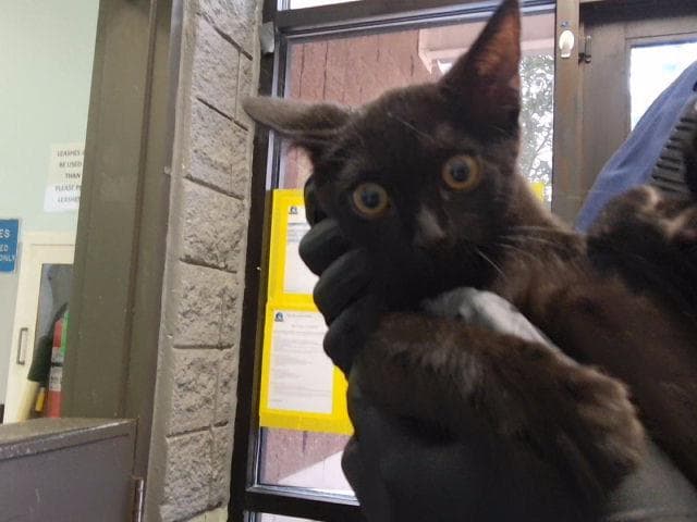 Bronze - Domestic Short Hair