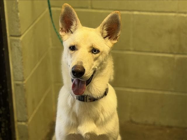Athena - German Shepherd Dog