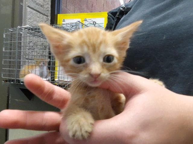 Lotus - Domestic Short Hair