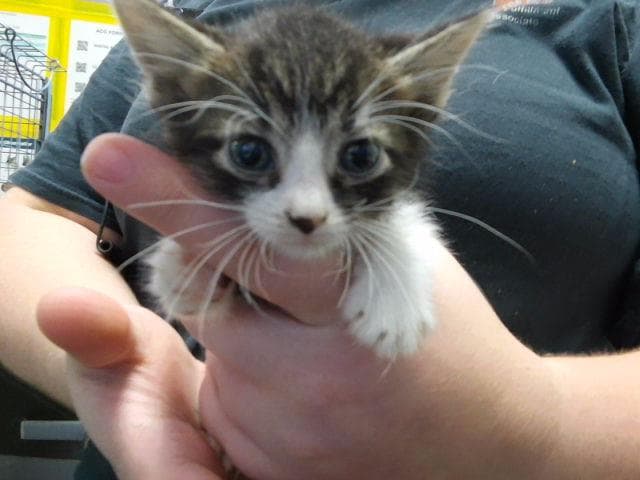 Panda - Domestic Short Hair
