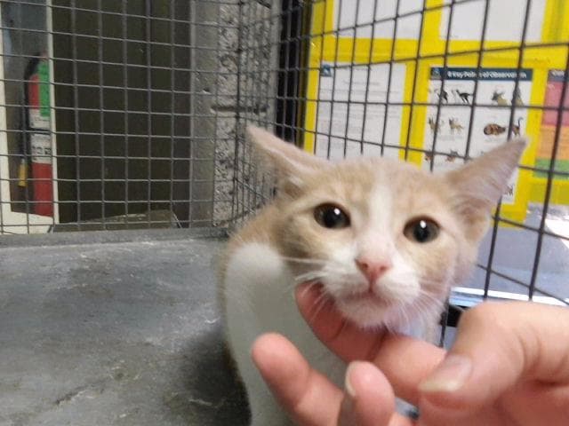 Asher - Domestic Short Hair