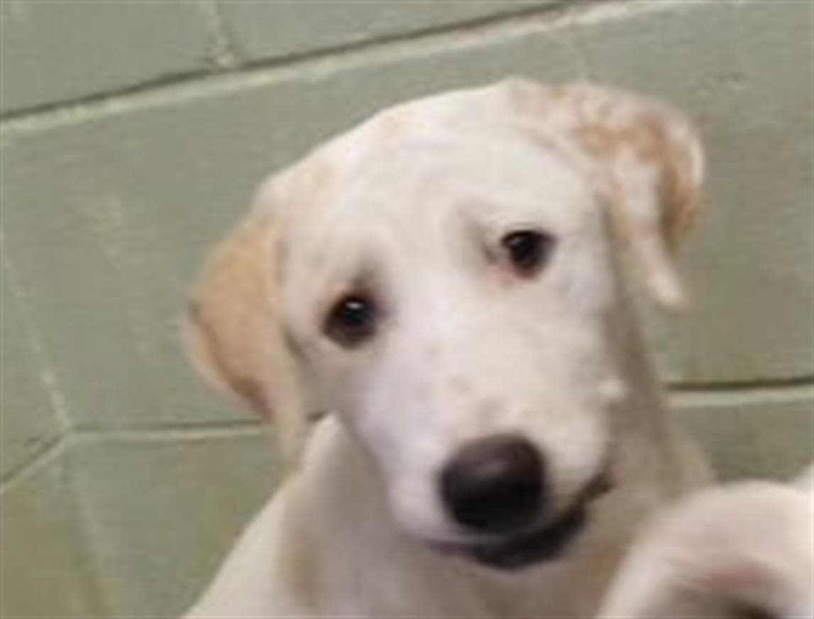 Sabrina - Labrador Retriever