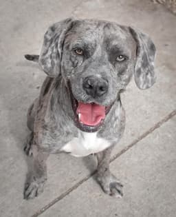 Chief Aka Ozzie image 1