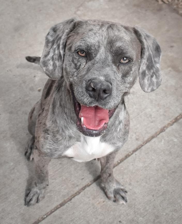 Chief Aka Ozzie - Catahoula Leopard Dog