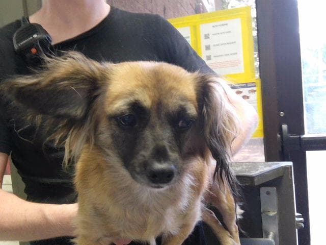 Gabby - Chihuahua
