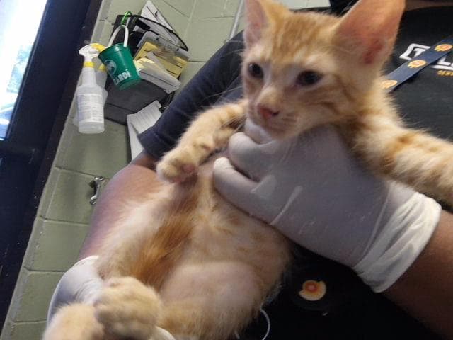 Tot - Domestic Short Hair