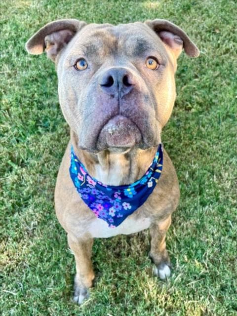 Reeko - Pit Bull Terrier