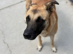 Spud image 1