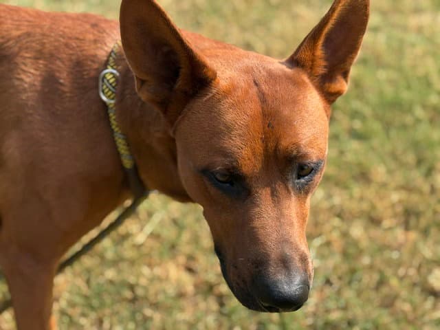 Grove - Plott Hound