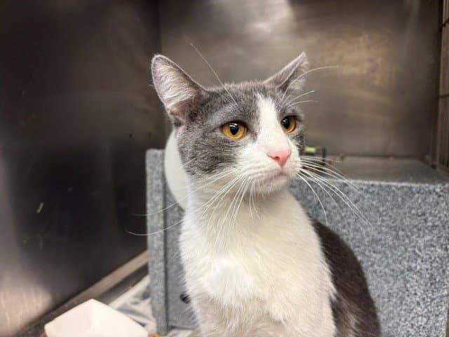 Earl Grey - Domestic Short Hair