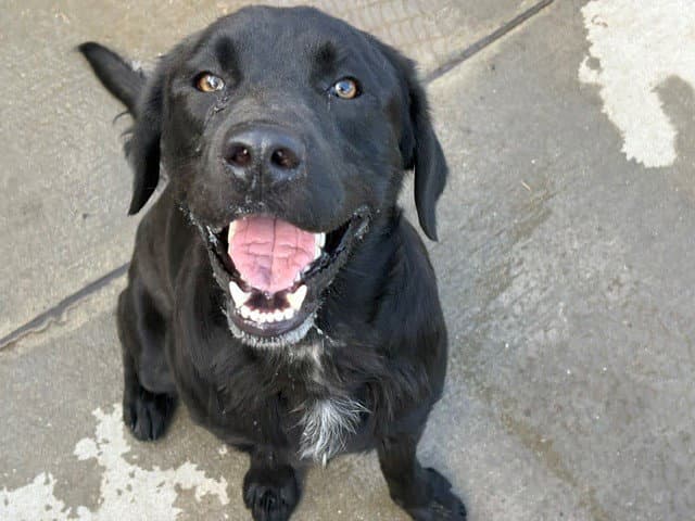Grizzly - Labrador Retriever