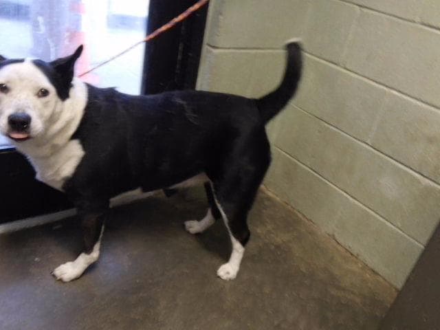 Athena - Border Collie