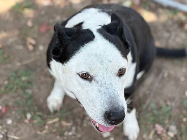 Athena - Border Collie