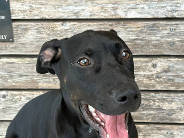 Winston - Labrador Retriever