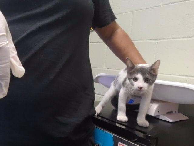Clyde - Domestic Short Hair