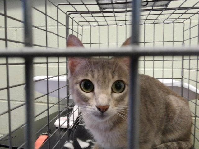Bubbly - Domestic Short Hair
