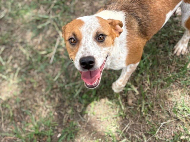 Toadette - Australian Cattle Dog/Blue Heeler