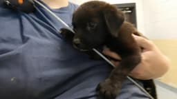 Miracle image 1