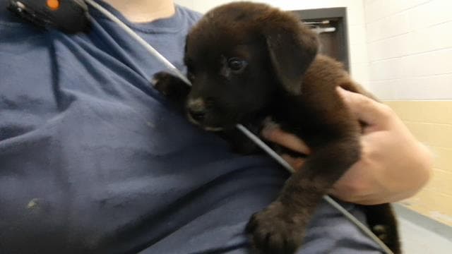 Miracle - German Shepherd Dog