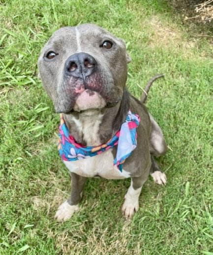 Socks - Pit Bull Terrier