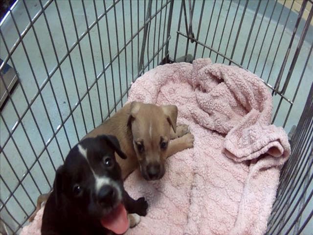 Jam - Pit Bull Terrier