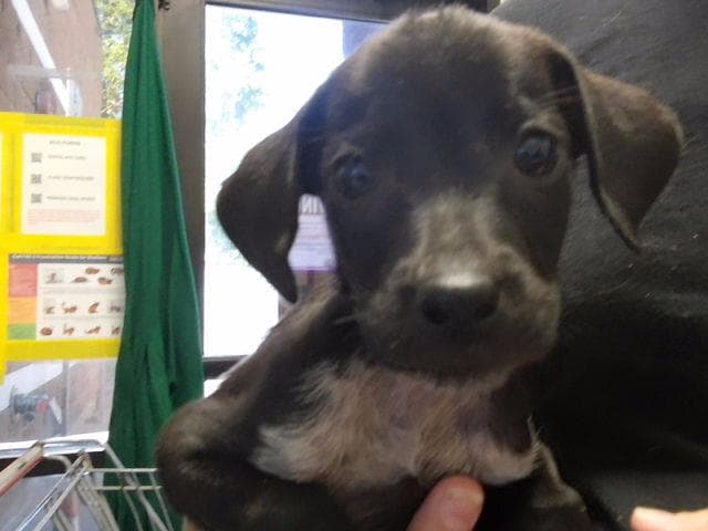 Ollie - Labrador Retriever