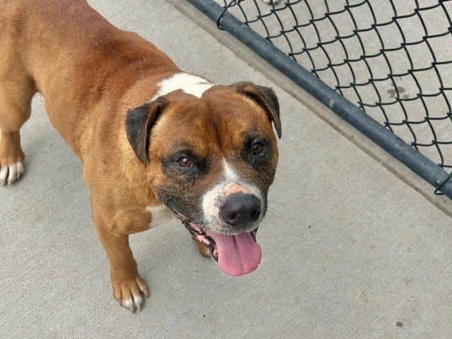 Unknown - Pit Bull Terrier