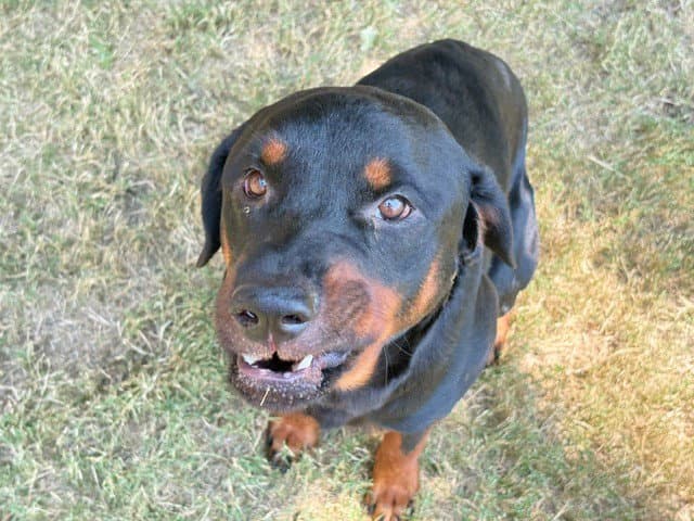 George - Rottweiler