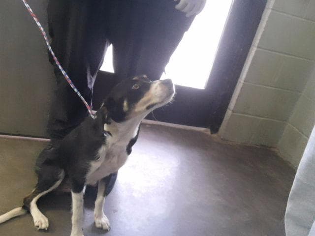 Unknown - Australian Cattle Dog/Blue Heeler