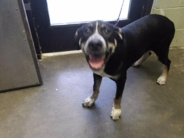 Cooper - Catahoula Leopard Dog