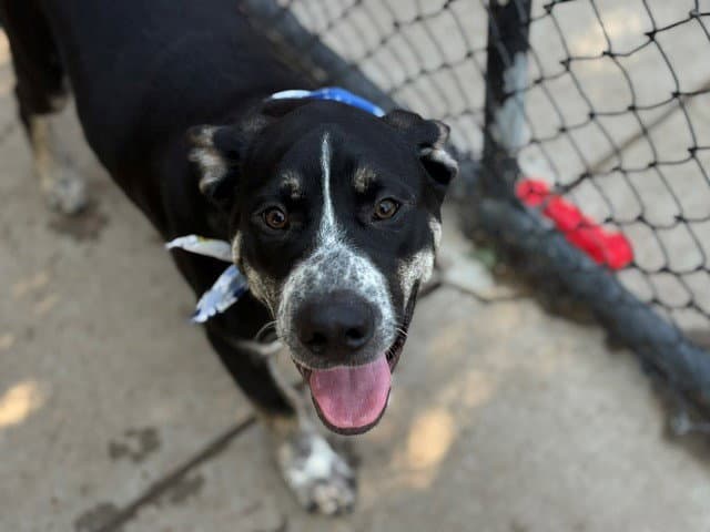 Cooper - Catahoula Leopard Dog