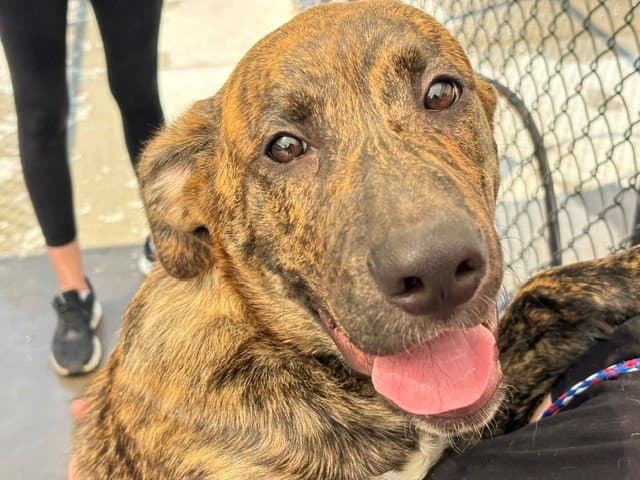 Unknown - Catahoula Leopard Dog