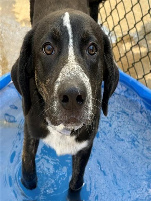 Unknown - Catahoula Leopard Dog