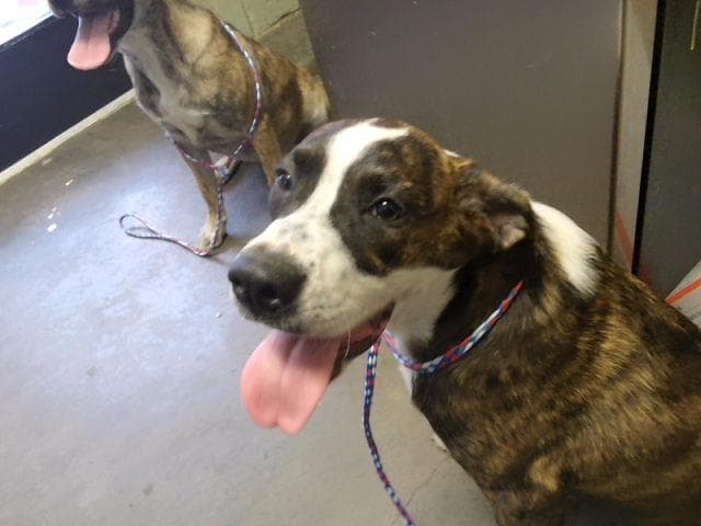Unknown - Catahoula Leopard Dog