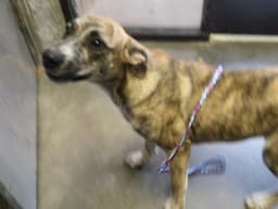 Gabby image 1