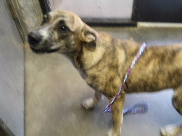Gabby - Catahoula Leopard Dog