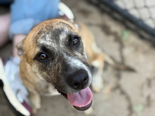 Gabby - Catahoula Leopard Dog