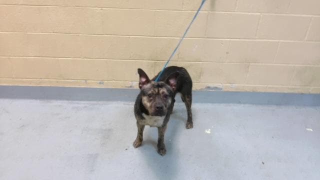 Isis - Pit Bull Terrier