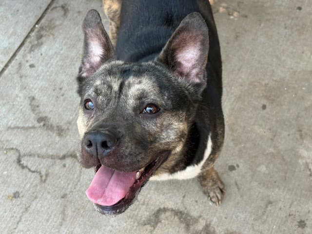 Isis - Pit Bull Terrier