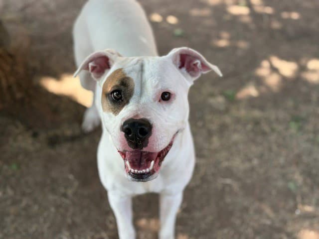Sassy - Pit Bull Terrier