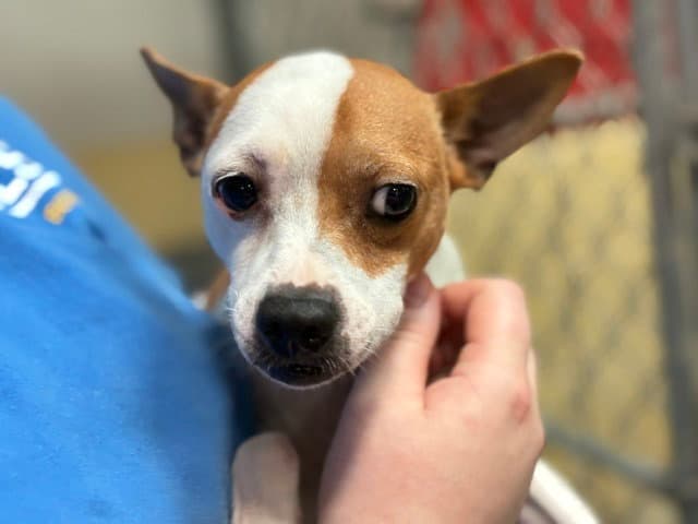 Brutus - Chihuahua