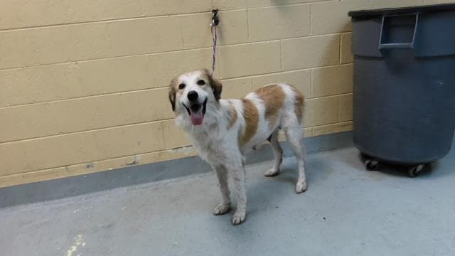 Waffle House Wanda - Great Pyrenees