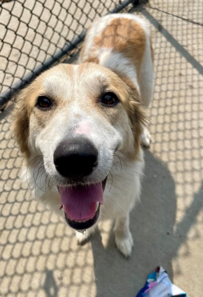 Waffle House Wanda - Great Pyrenees