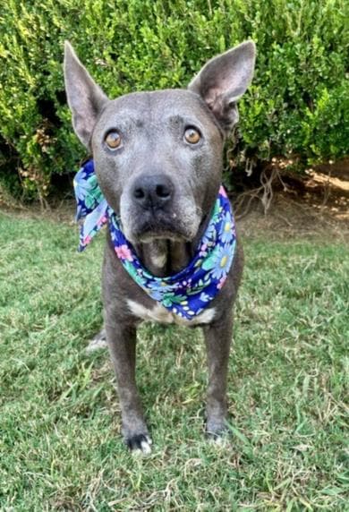 Abuela - Pit Bull Terrier