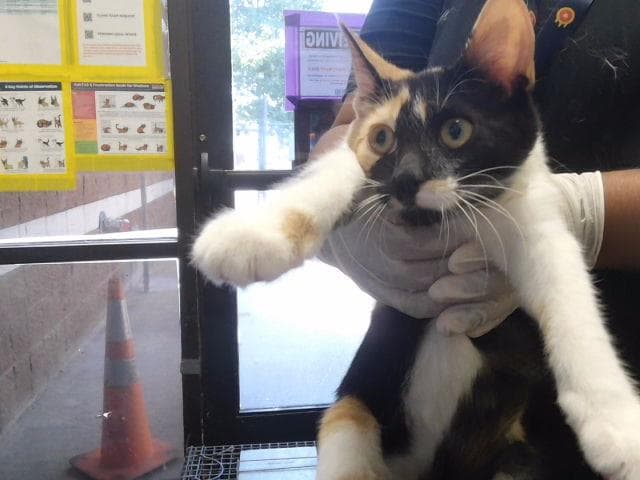 Pumpkin Patches - Domestic Short Hair