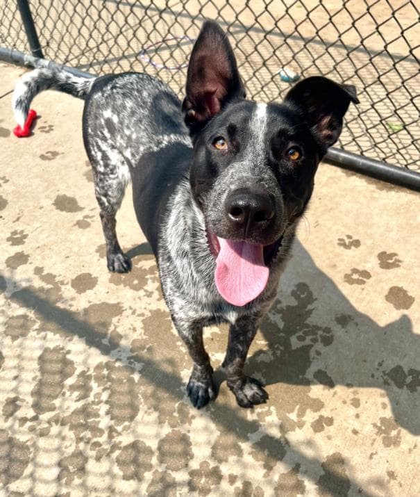 Maverick - Australian Cattle Dog/Blue Heeler