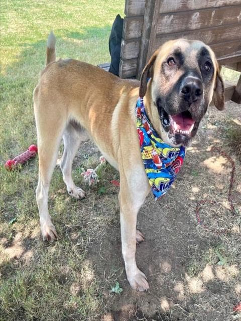 Pipsqueak - Mastiff