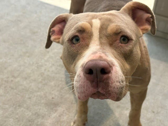 Bingo - Pit Bull Terrier
