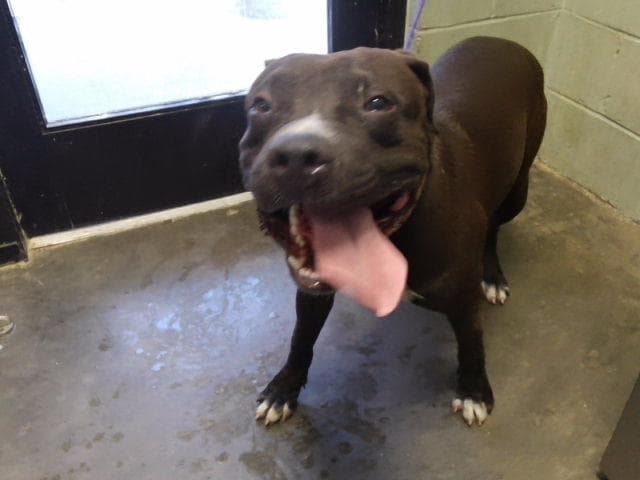 Blue - Pit Bull Terrier